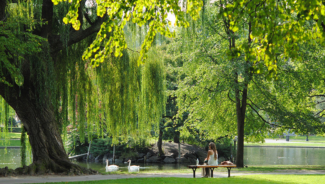 A person sitting on a bench in a park with willow trees.